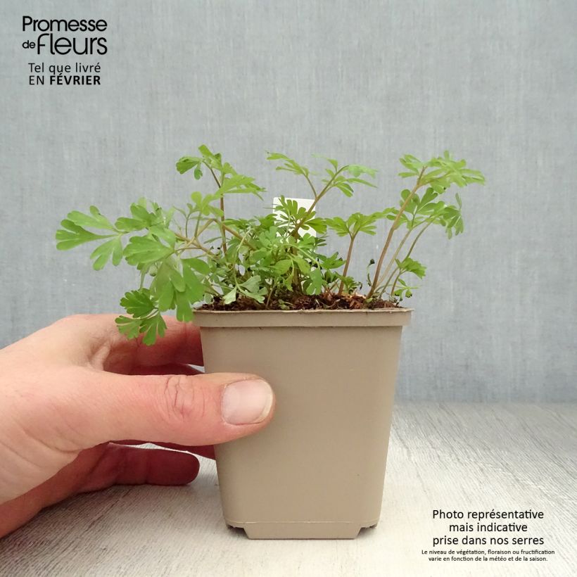 Corydalis flexuosa elata Craigton Blue Vasetto da 8/9 cm esemplare consegnato in inverno