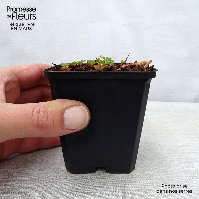 Corydalis flexuosa elata Craigton Blue Vasetto da 8/9 cm esemplare consegnato in primavera