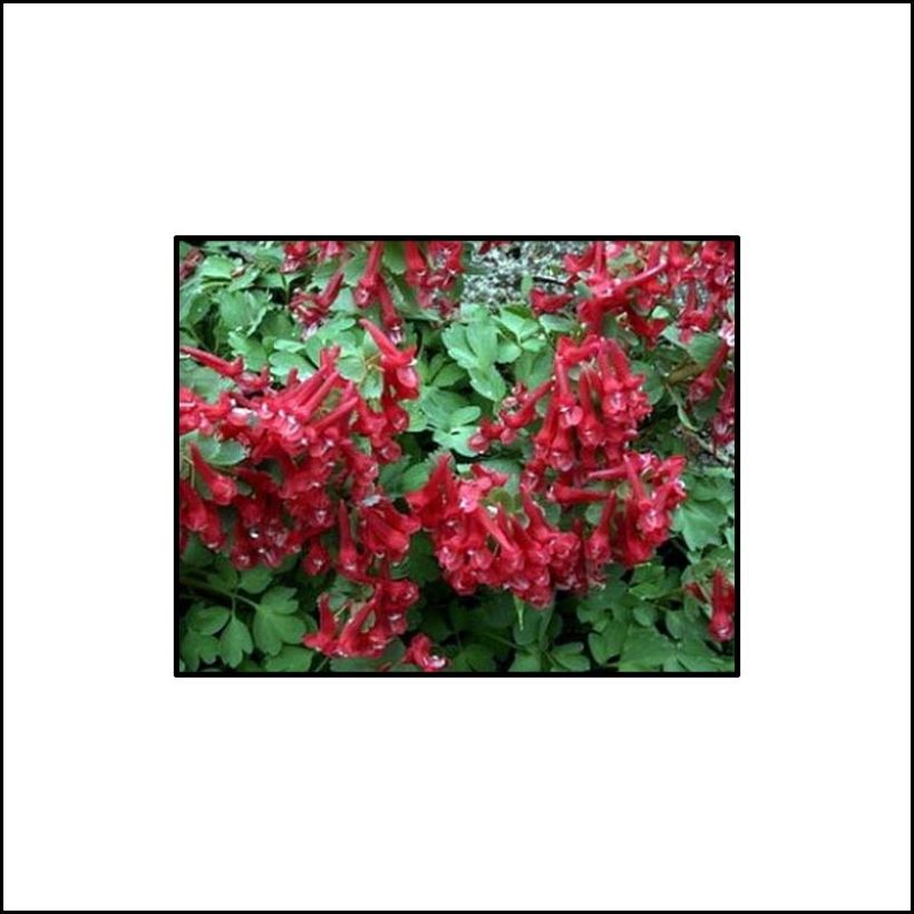 Corydalis solida Firebird - Colombina solida (Fioritura)