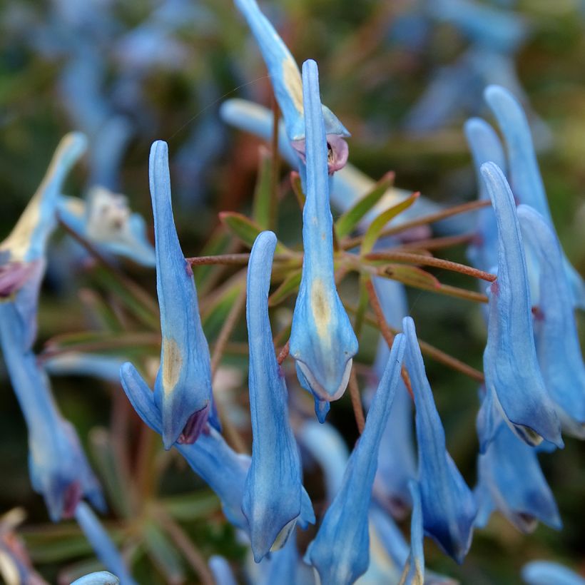 Corydalis flexuosa Porcelain Blue (Fioritura)