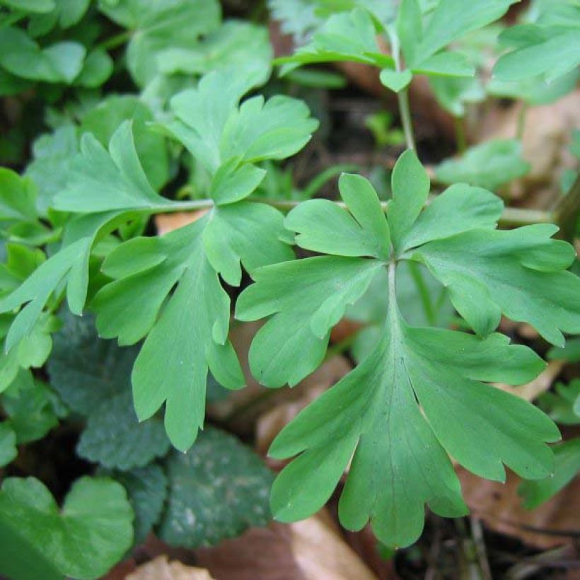 Corydalis solida Purple Bird - Colombina solida (Fogliame)