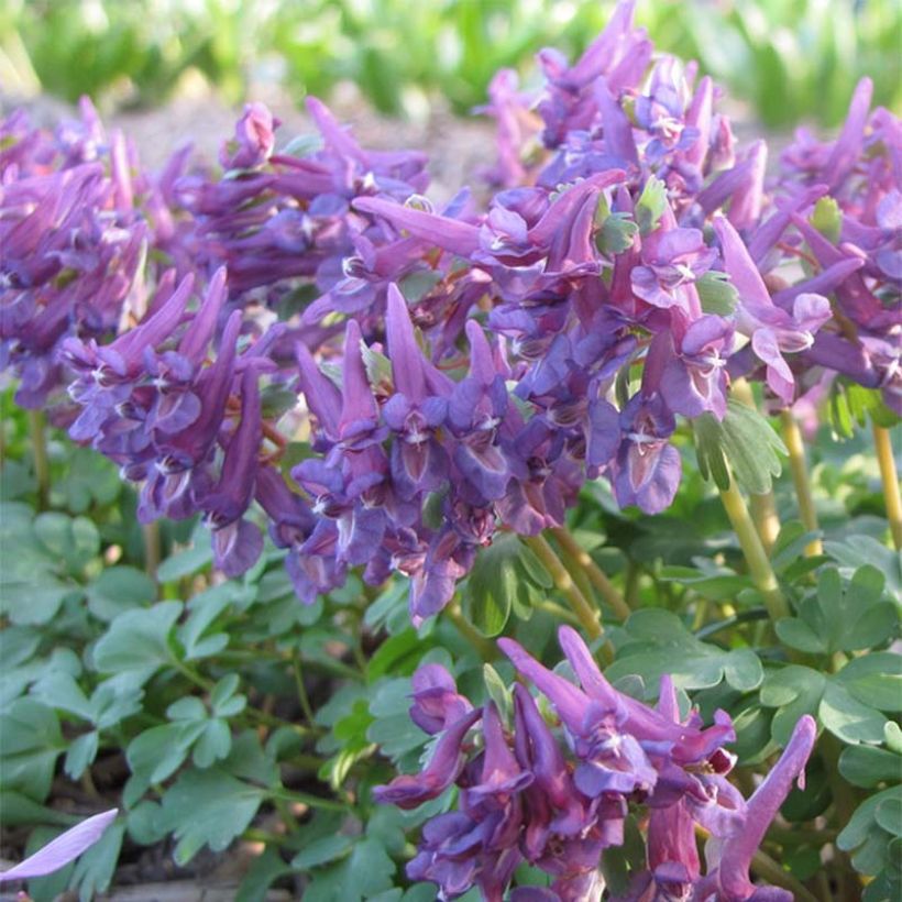 Corydalis solida Purple Bird - Colombina solida (Fioritura)