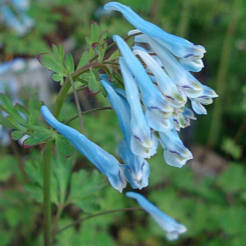 Corydalis flexuosa Blue Panda (Fioritura)