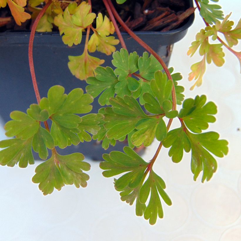 Corydalis flexuosa Blue Panda (Fogliame)