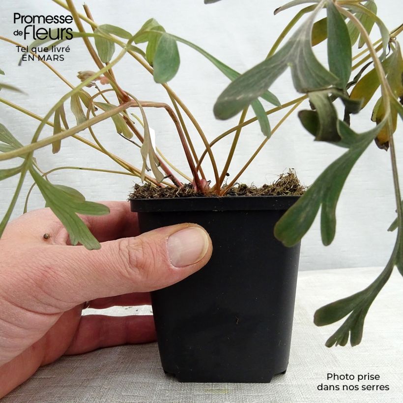 Corydalis flexuosa Porcelain Blue Vasetto da 8/9 cm esemplare consegnato in primavera