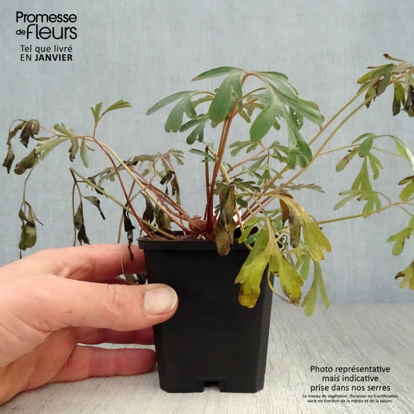 Corydalis flexuosa Porcelain Blue Vasetto da 8/9 cm esemplare consegnato in inverno