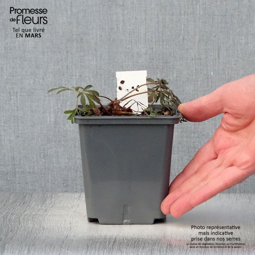 Corydalis flexuosa Porcelain Blue Vaso da 1L/1,5L esemplare consegnato in primavera