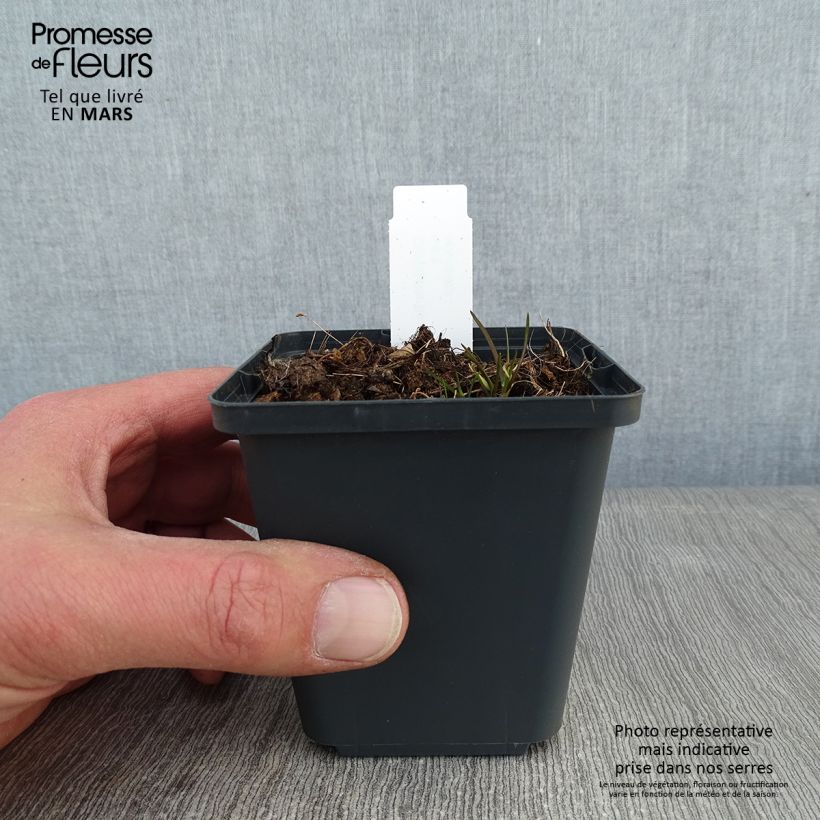 Corydalis flexuosa Purple Leaf Vasetto da 8/9 cm esemplare consegnato in inverno