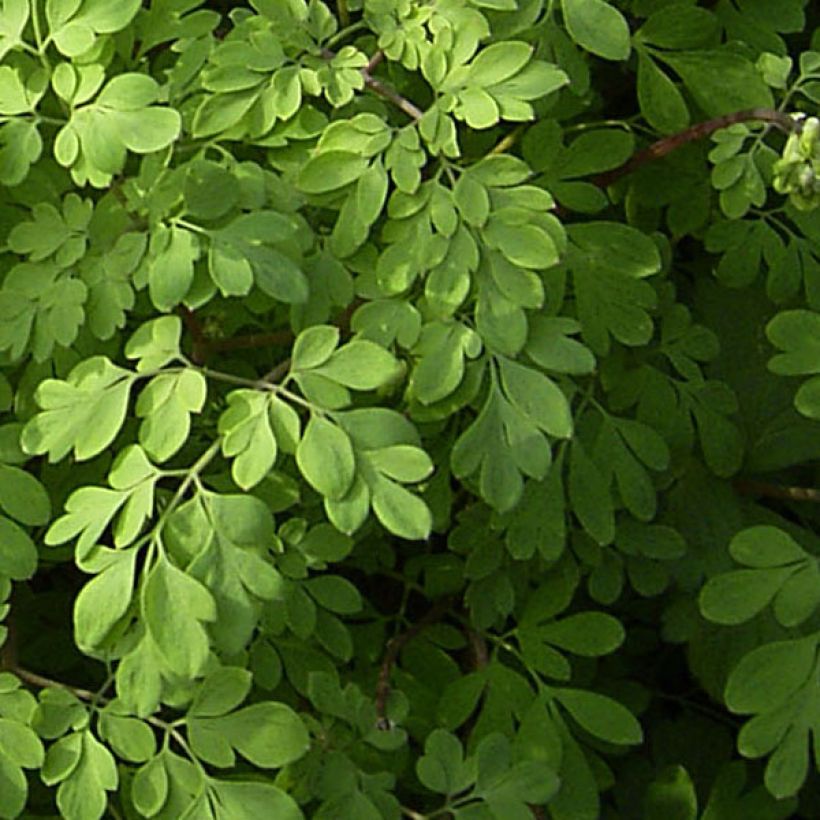 Corydalis lutea - Colombina gialla (Fogliame)