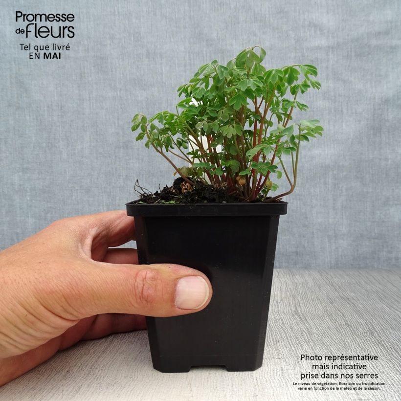 Corydalis lutea - Colombina gialla Vasetto da 8/9 cm esemplare consegnato in primavera