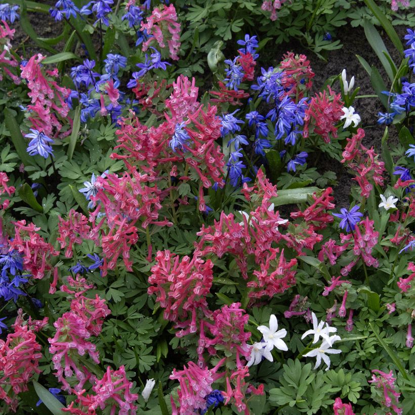 Corydalis solida GP Baker - Colombina solida (Porto)