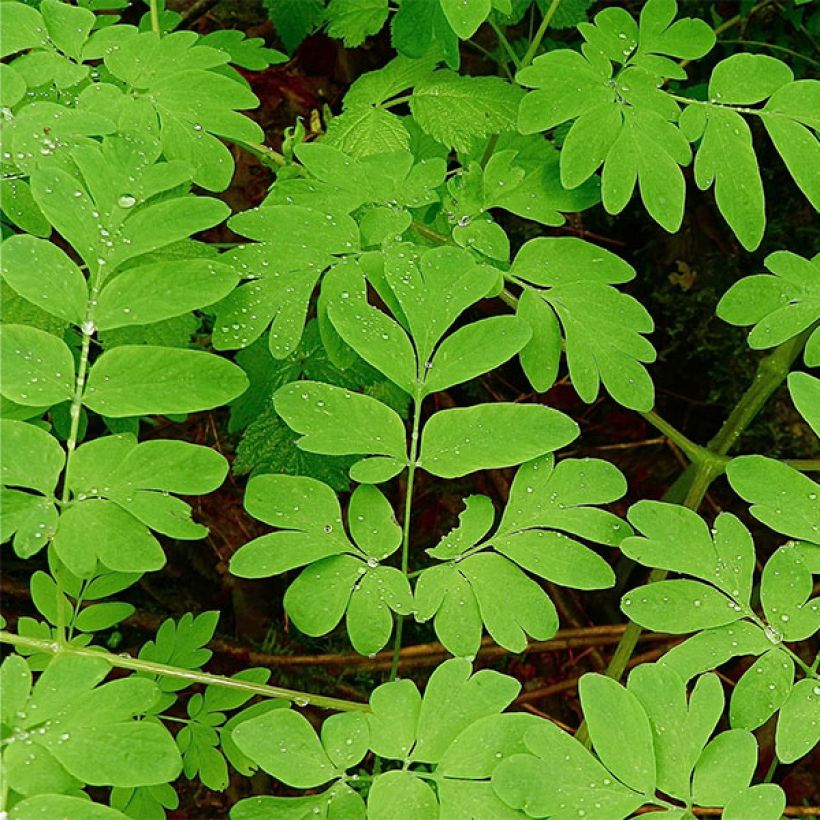 Corydalis flexuosa elata Craigton Blue (Fogliame)