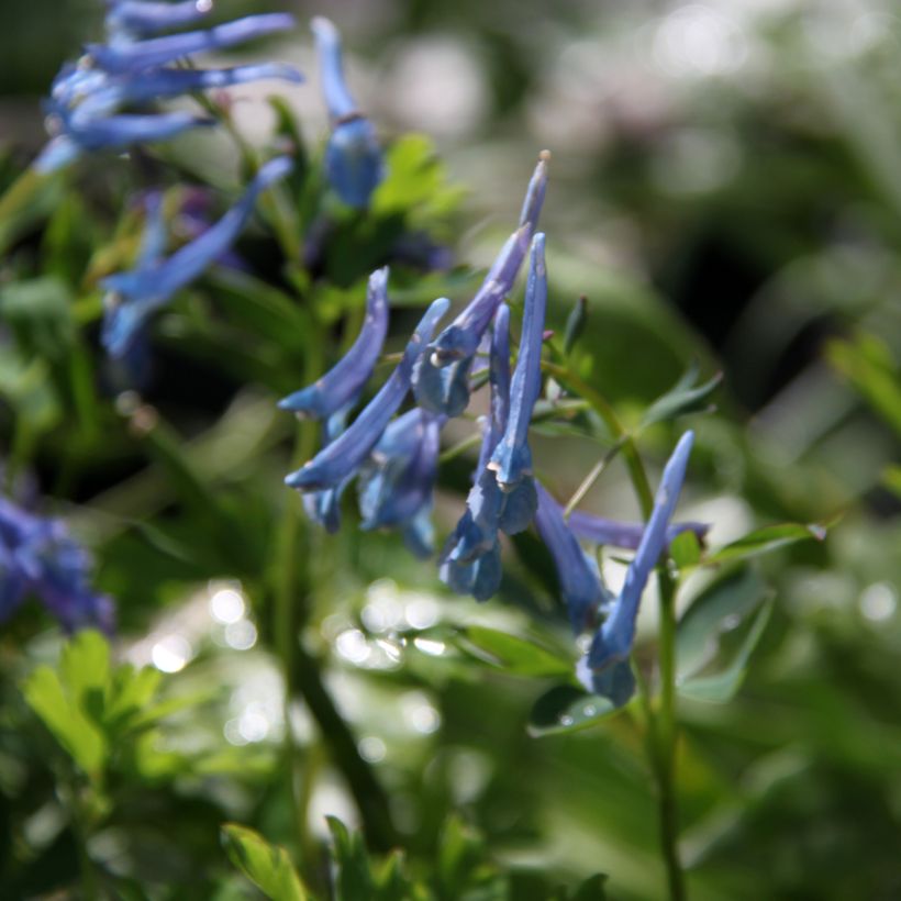Corydalis elata Blue Summit (Fioritura)