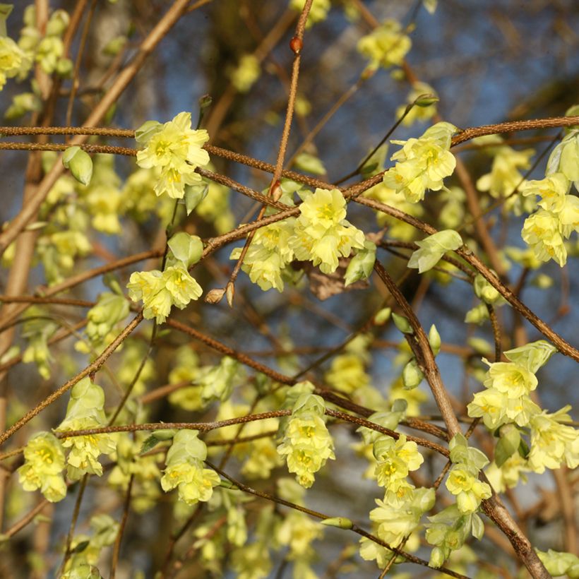 Corylopsis sinensis var. sinensis - Falso nocciolo (Fioritura)