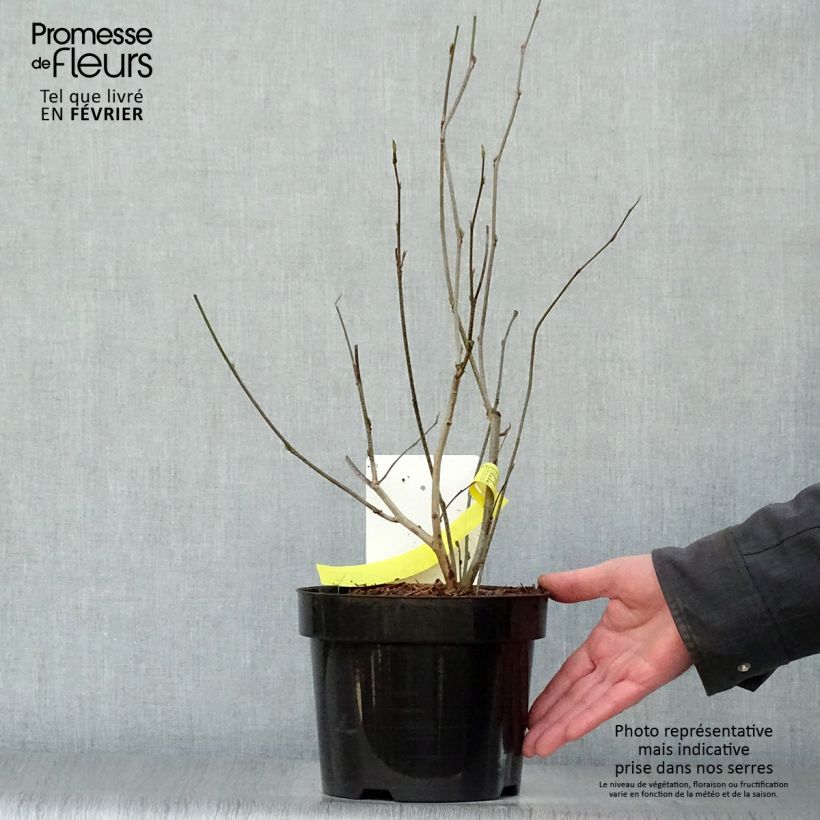 Corylopsis spicata - Falso nocciolo Vaso da 2L/3L esemplare consegnato in inverno