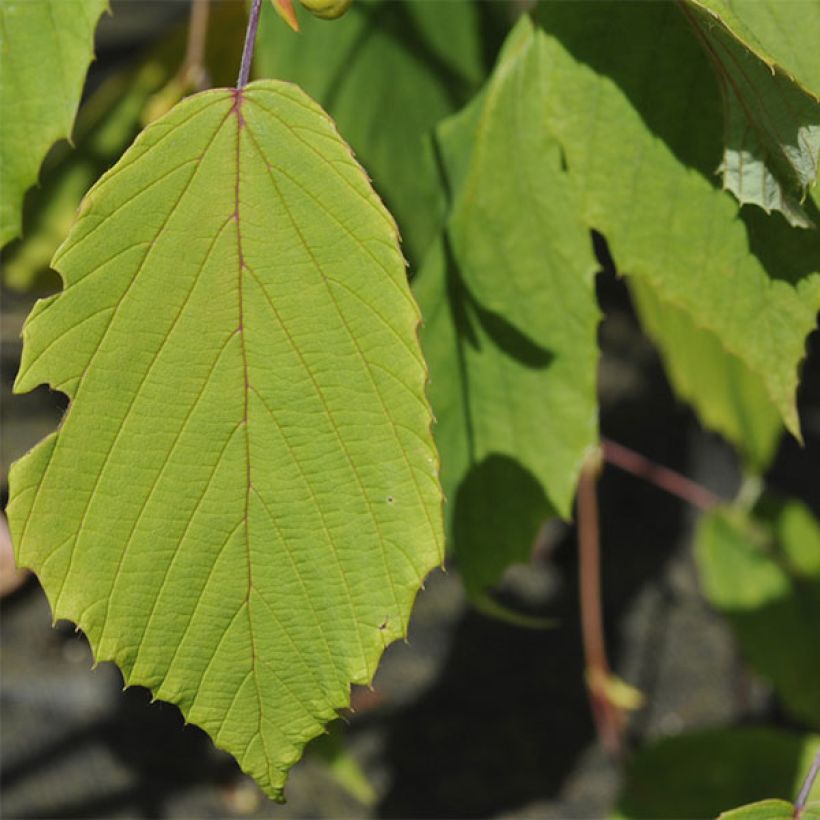 Corylopsis Spring Purple - Falso nocciolo (Fogliame)