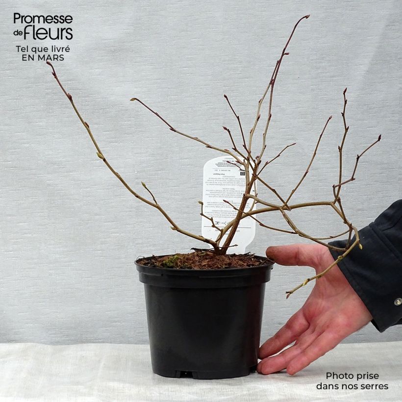 Corylopsis Spring Purple - Falso nocciolo Vaso da 2L/3L esemplare consegnato in primavera