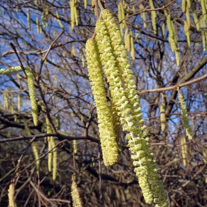 Corylus avellana - Nocciòlo (Fioritura)