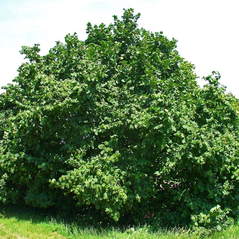 Corylus avellana - Nocciòlo (Porto)