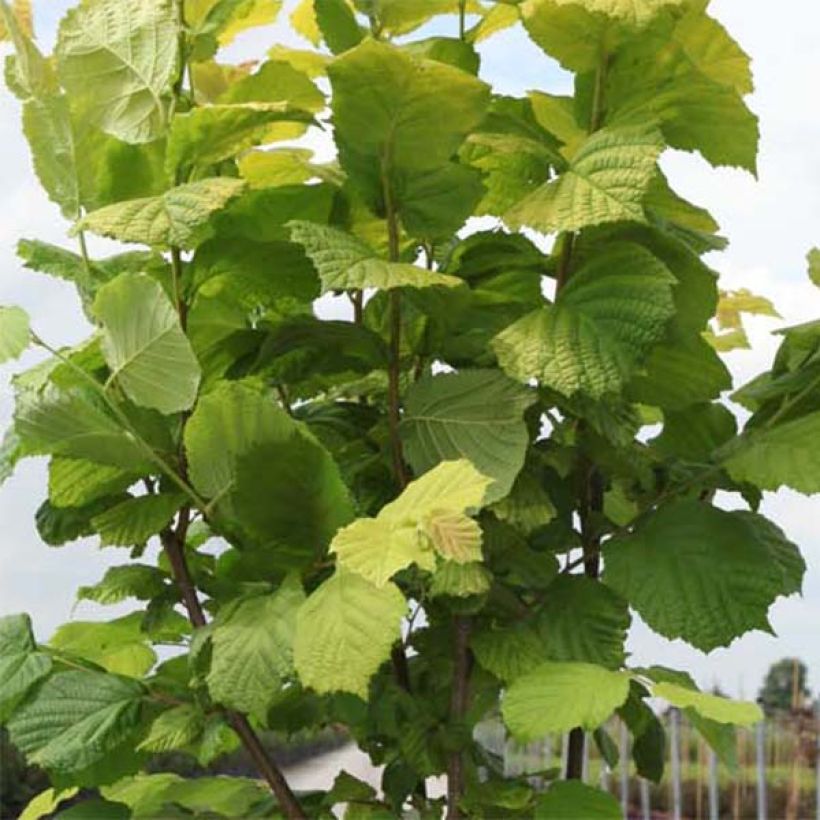 Nocciòlo Aurea (Fogliame)