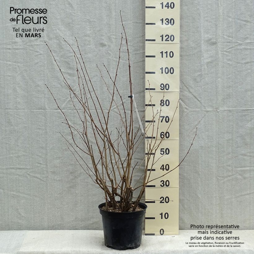 Nocciòlo Rode Zellernoot Vaso da 7,5L/10L esemplare consegnato in inverno