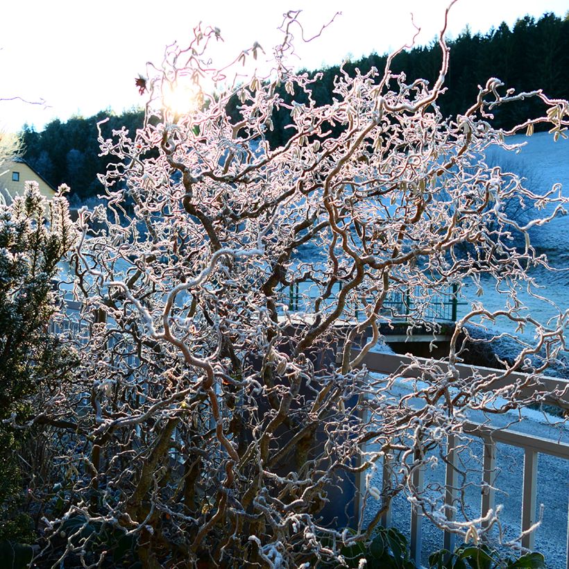 Corylus avellana Medusa - Nocciolo comune (Porto)