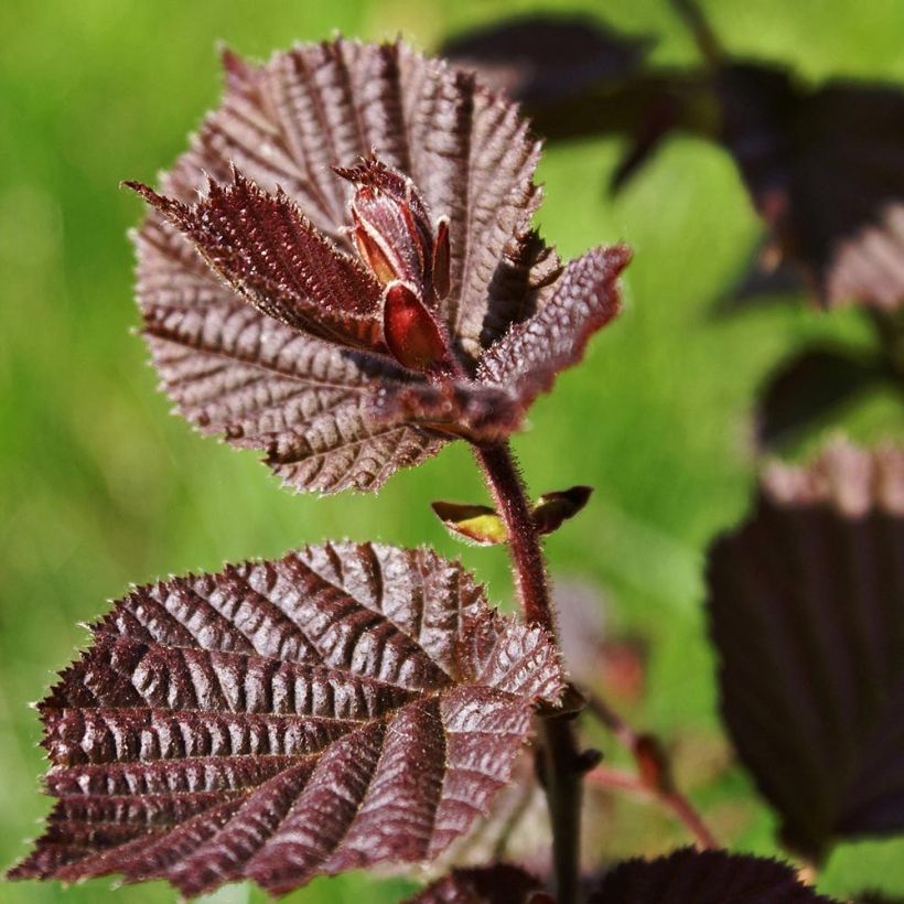 Corylus maxima Purpurea - Nocciolo lungo (Fogliame)