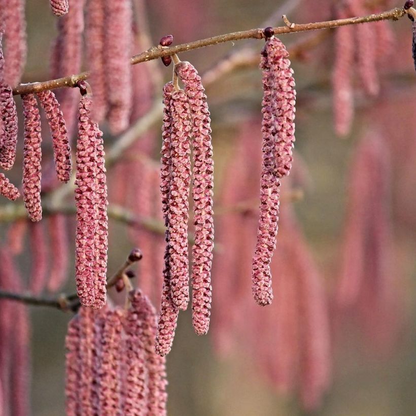 Corylus maxima Purpurea - Nocciolo lungo (Fioritura)