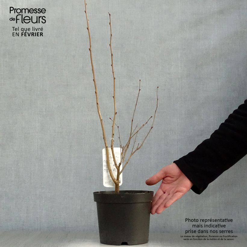 Corylus maxima Purpurea - Nocciolo lungo Vaso da 3L/4L esemplare consegnato in inverno