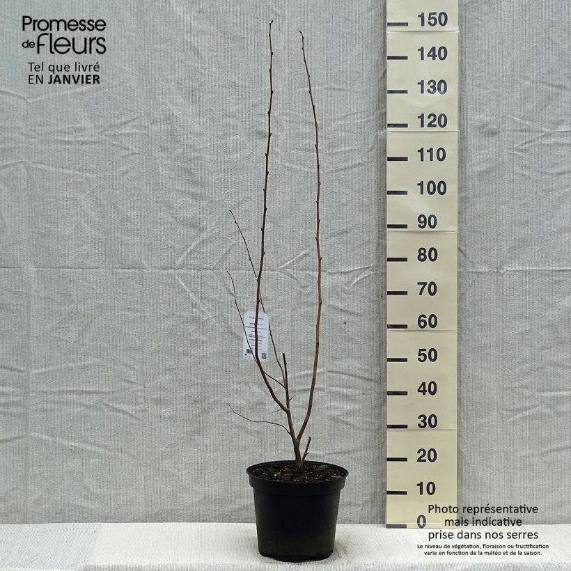 Corylus maxima Purpurea - Nocciolo lungo Vaso da 7,5L/10L esemplare consegnato in inverno