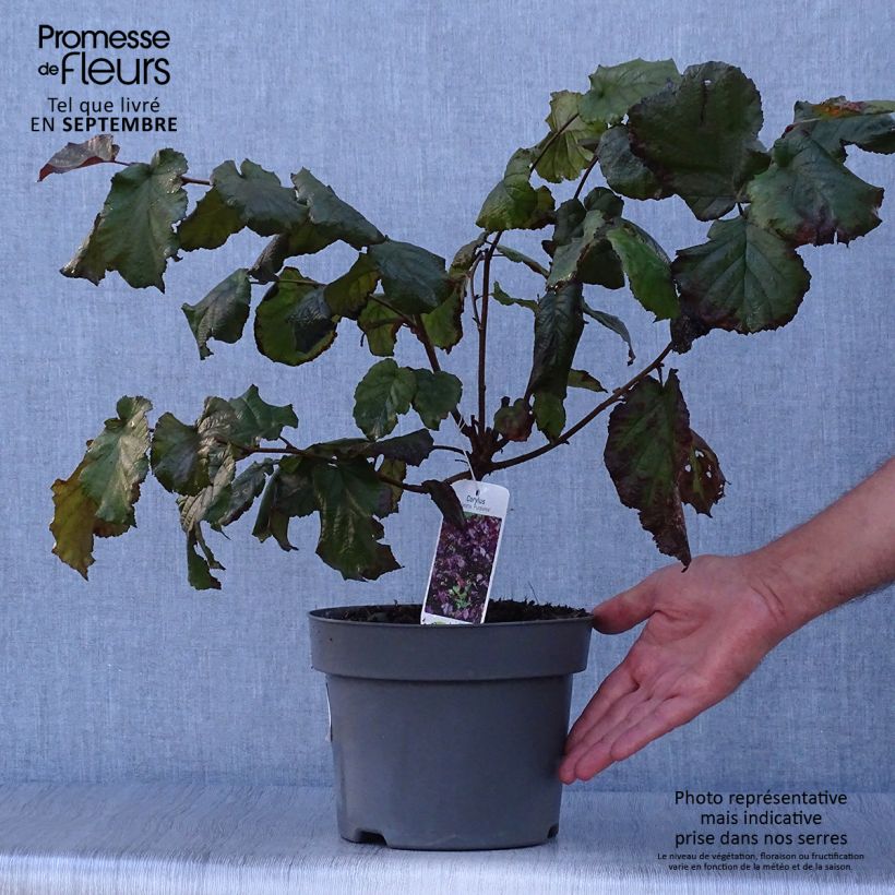 Esemplare di Corylus maxima Purpurea - Nocciolo lungo Vaso da 3L/4L come consegnato in autunno