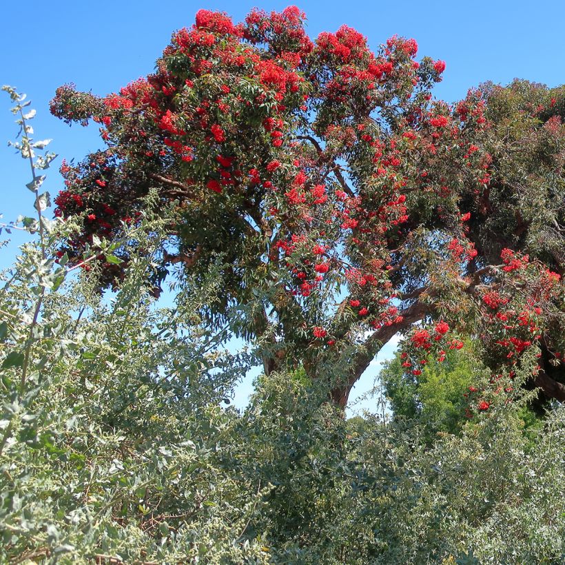 Corymbia ficifolia (Porto)