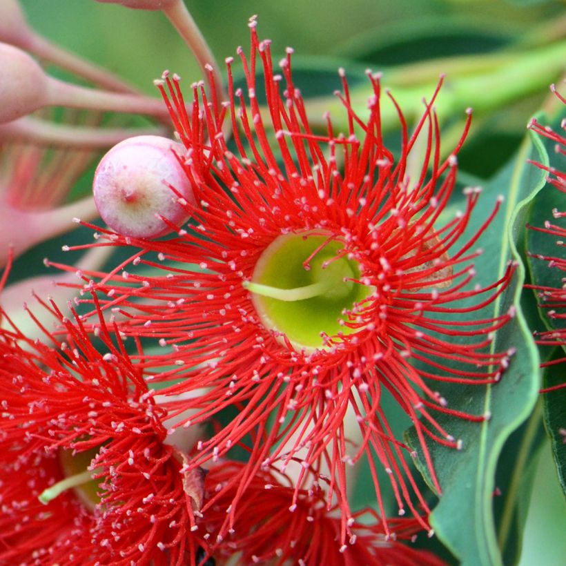 Corymbia ficifolia (Fioritura)