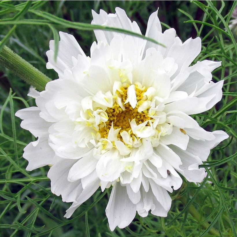 Cosmos Double Click Snow Puff - Cosmea (Fioritura)