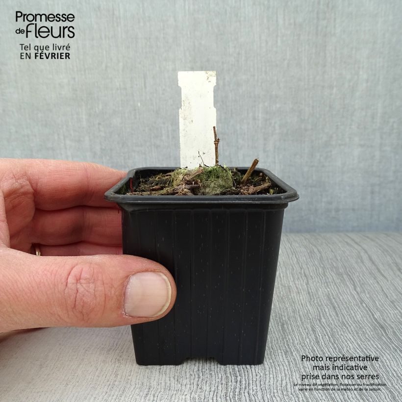 Cosmos atrosanguineus Chocamocha - Fior di cioccolato Vasetto da 7/8 cm esemplare consegnato in inverno