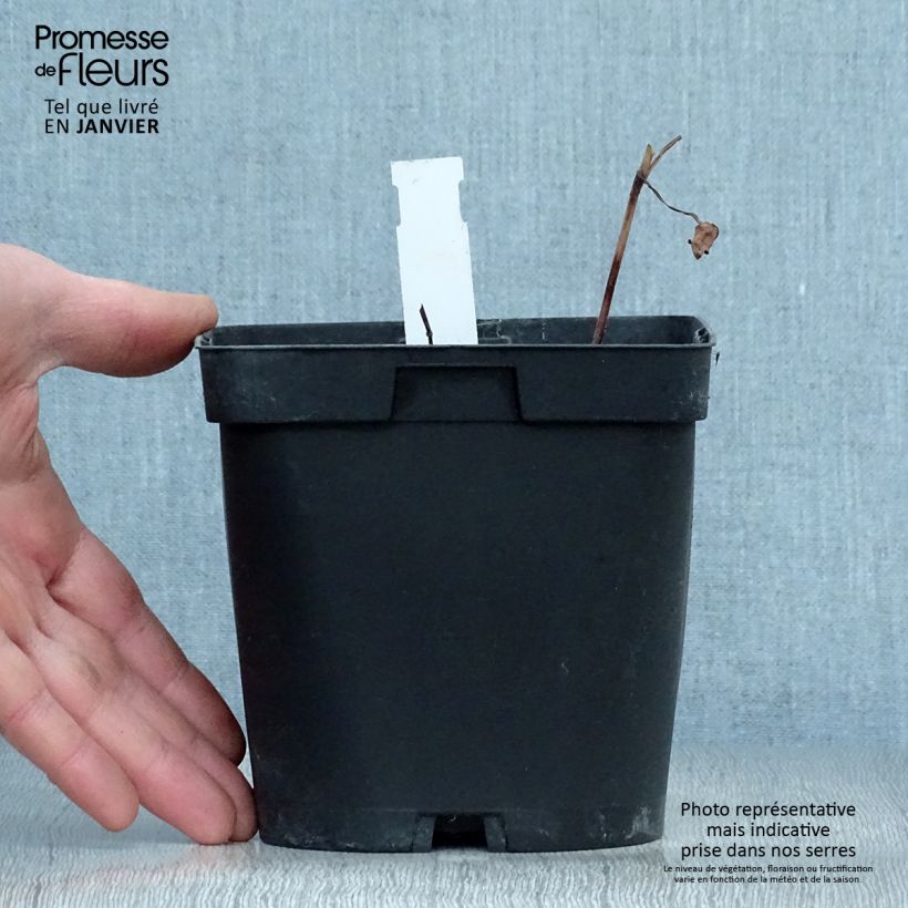 Cosmos atrosanguineus Chocamocha - Fior di cioccolato Vaso da 2L/3L esemplare consegnato in inverno