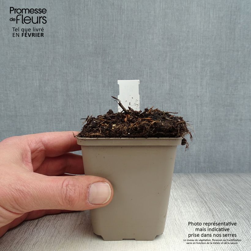 Cosmos atrosanguineus Eclipse - Fior di cioccolato Vasetto da 8/9 cm esemplare consegnato in inverno