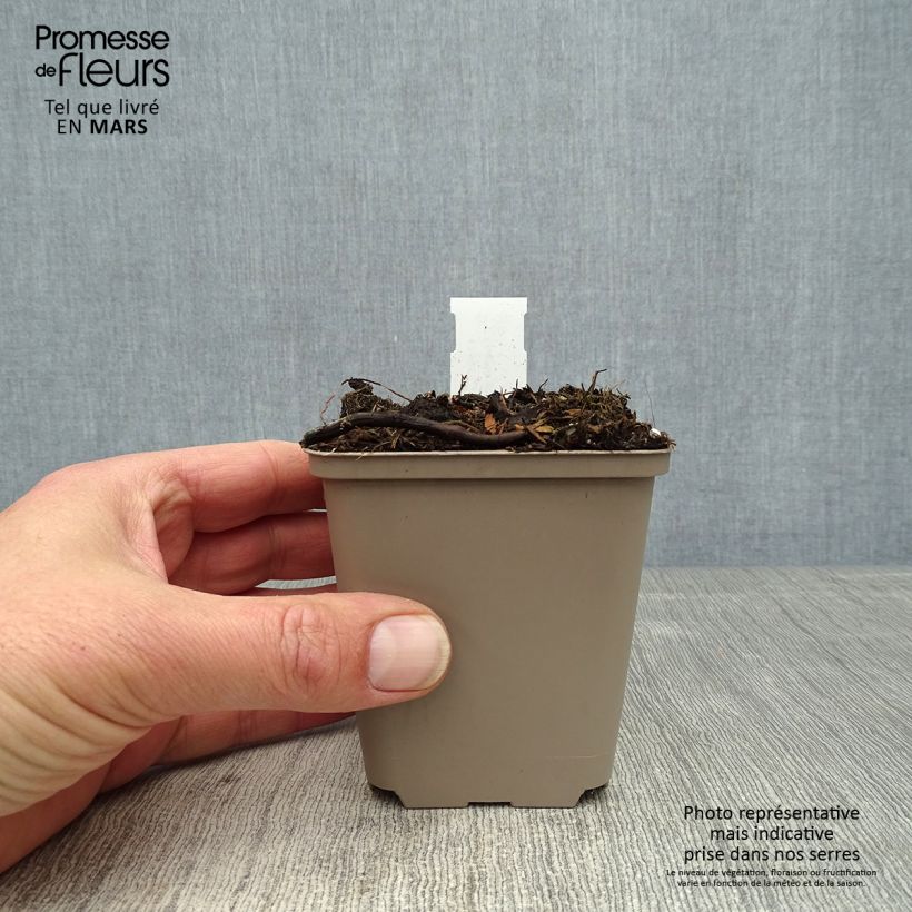 Cosmos atrosanguineus Eclipse - Fior di cioccolato Vasetto da 8/9 cm esemplare consegnato in primavera