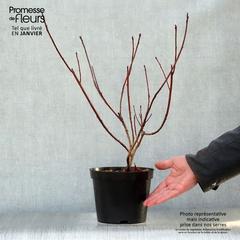 Cotinus Grace - Scotano Vaso da 2L/3L esemplare consegnato in inverno