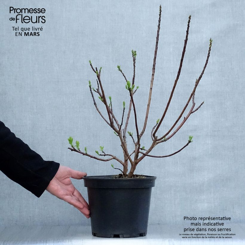 Cotinus coggygria Joe Vaso da 3L/4L esemplare consegnato in primavera