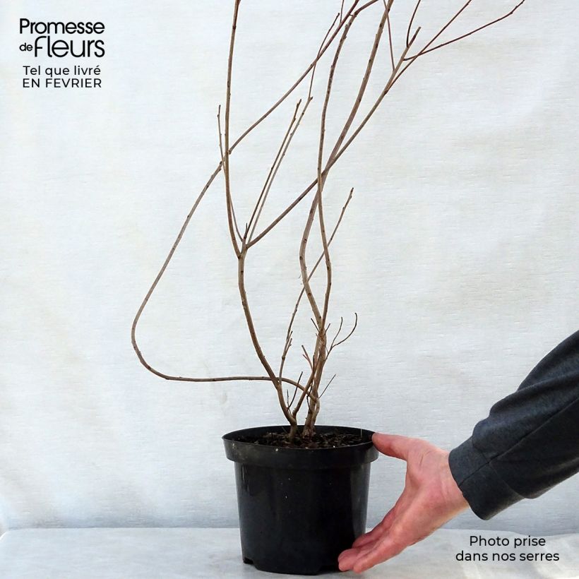 Cotinus coggygria - Scotano Vaso da 3L/4L esemplare consegnato in inverno