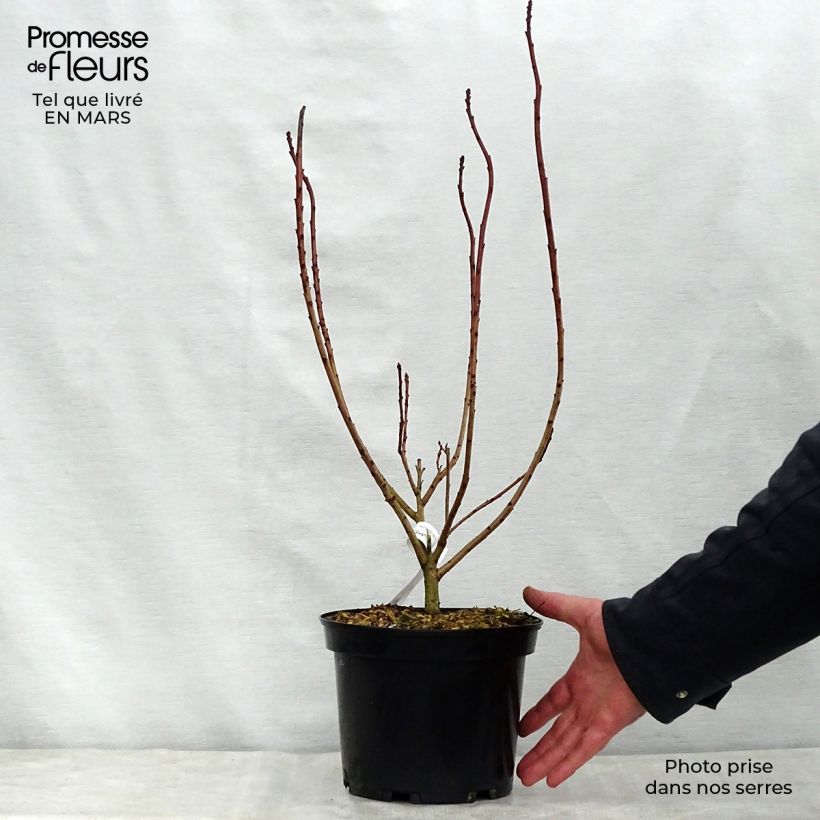 Cotinus coggygria Flamissimo Vaso da 3L/4L esemplare consegnato in primavera