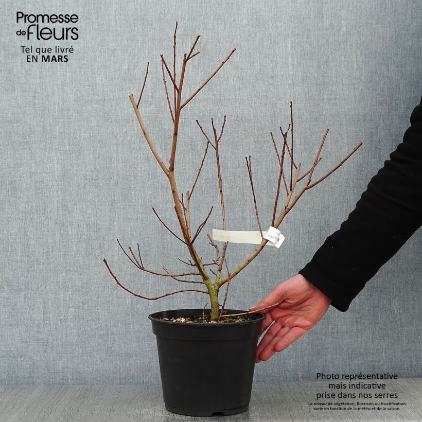 Cotinus coggygria Flamissimo Vaso da 3L/4L esemplare consegnato in inverno