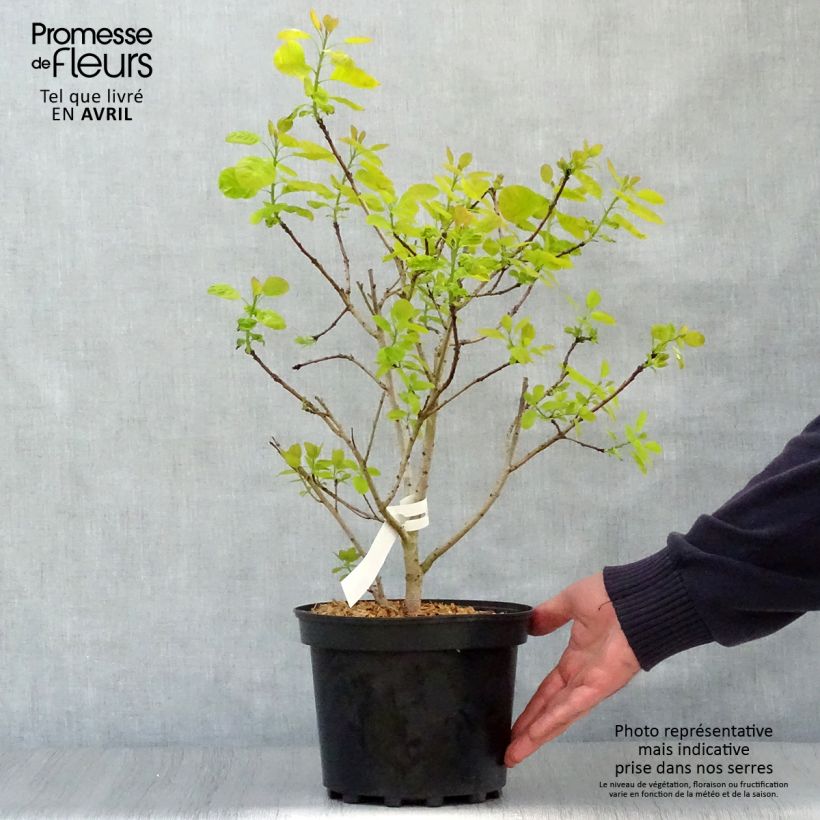 Cotinus coggygria Golden Lady Vaso da 3L/4L esemplare consegnato in primavera