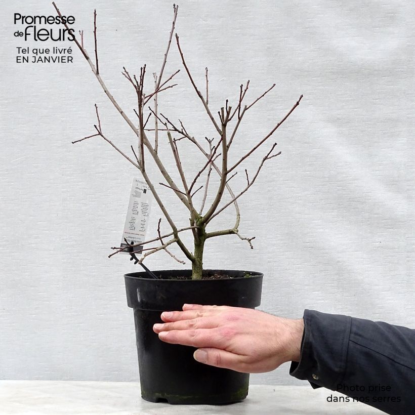 Cotinus coggygria Lilla Vaso da 3L/4L esemplare consegnato in inverno