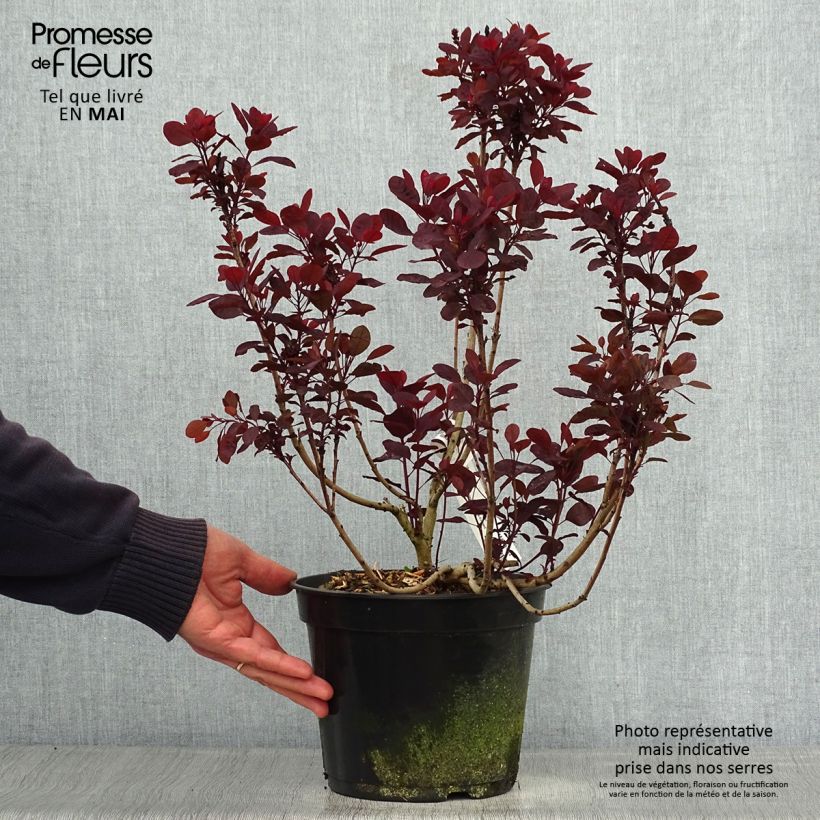 Cotinus coggygria Lilla Vaso da 3L/4L esemplare consegnato in primavera