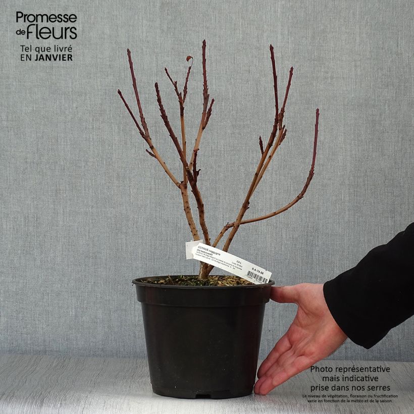 Cotinus coggygria Old Fashioned Vaso da 3L/4L esemplare consegnato in inverno