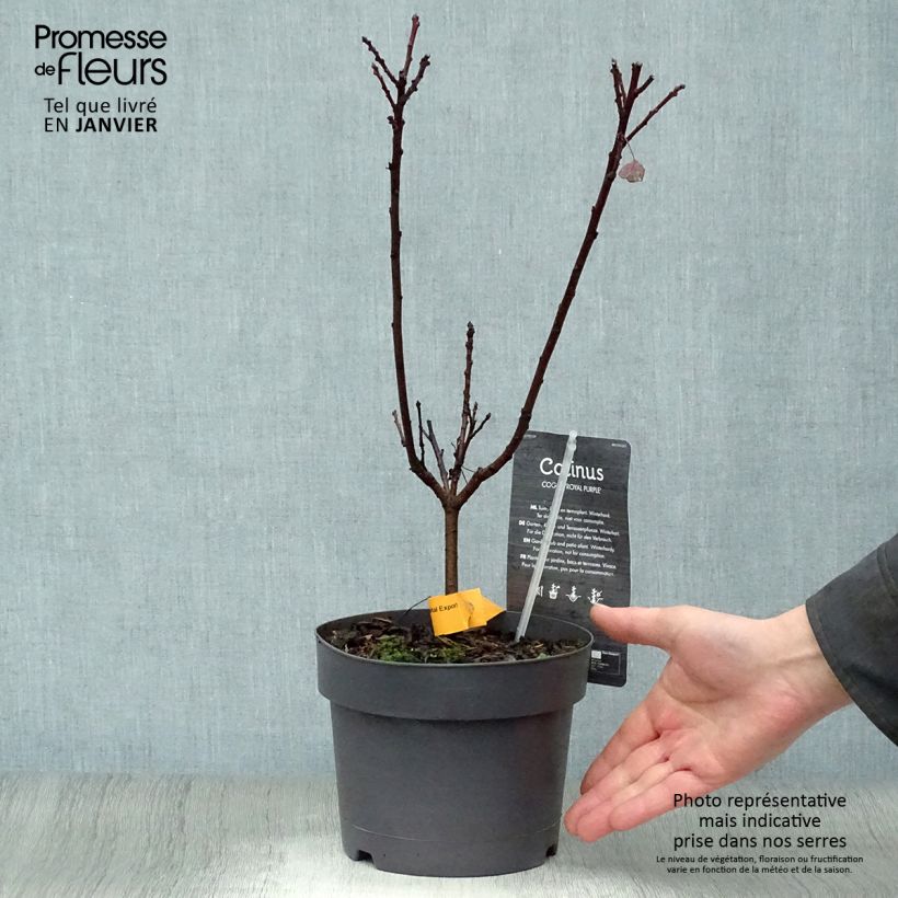 Cotinus coggygria Royal Purple Vaso da 2L/3L esemplare consegnato in inverno