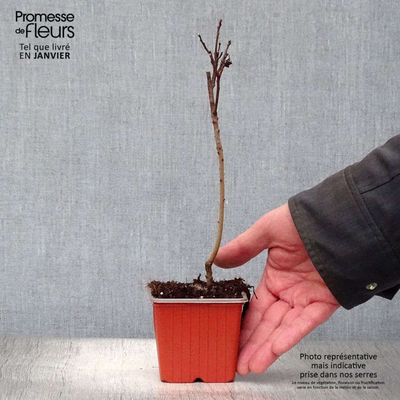 Cotinus coggygria Royal Purple Vasetto da 8/9 cm esemplare consegnato in inverno