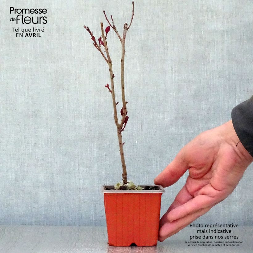 Cotinus coggygria Royal Purple Vasetto da 8/9 cm esemplare consegnato in primavera